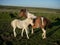 Mother and foal Dartmoor pony