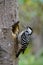 Mother Freckle-breasted woodpecker Dendrocopos macei garding her hole nest on the tree on hot day in Thailand