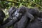 Mother free roanging mountain gorilla