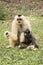 Mother Gibbon and baby