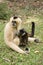 Mother Gibbon and baby