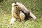 Mother Gibbon and baby