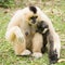 Mother Gibbon and baby