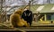 Mother gibbon holding her new born infant, Father watching, monkey family portrait