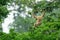 A mother gibbon jumps over a branch with her baby perched on her waist in the forest of Khao Yai National Park, Thailand. The wild