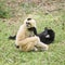 Mother Gibbon sitting