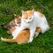 Mother ginger cat breastfeeding kittens on green grass, close up, copy space, portrait