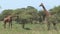 Mother Giraffe and foal grazing on the grassland