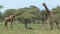 Mother Giraffe and foal grazing on the grassland