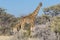 A mother giraffe Giraffa Camelopardalis with two babies, Etosha National Park, Namibia.