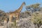 A mother giraffe Giraffa Camelopardalis with two babies, Etosha National Park, Namibia.