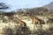 Mother giraffe and her young walking in Samburu National Reserve