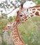 Mother giraffe takes care of her little cub close up