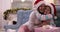 Mother Give Daughter Present Box Gift Happy Smiling Family On Couch Wear Santa Hat Decorated New Year Christmas Tree