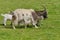 Mother goat with baby goad kids, horned, walking in grass