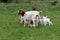 Mother goats with baby goats grazing in a meadow