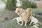 Mother golden retriever wiht her puppies.