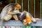 A mother golden snub-nosed monkey searching search  lice in the hair of a baby golden monkey,   an Old World monkey in the