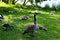 A mother goose guards several juvenile geese families