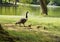 A mother goose walking with three chicks in a row