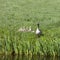 Mother goose and young geese in green grass of spring meadow