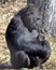Mother Gorilla with Baby