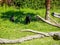 Mother gorilla and a baby gorilla feeding on grass in a field