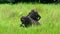 Mother gorilla and baby on her back come to feed on aquatic plants