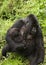 Mother Gorilla breastfeeding