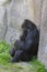 Mother Gorilla cradling her newborn gorilla