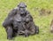 Mother gorilla with her baby