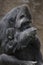 Mother Gorilla with newborn baby in her arms