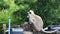 Mother Gray Langur also known as Hanuman Langur with her baby.