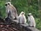 Mother Gray Langur also known as Hanuman Langur with her baby.