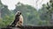 Mother Gray Langur also known as Hanuman Langur with her baby.