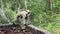 Mother Gray Langur also known as Hanuman Langur with her baby.