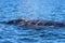 Mother Gray whale with calf, Eschrichtius Robustus, in the San Ignacio Lagoon, Baja California, Mexico