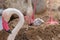 A Mother Greater Flamingo Phoenicopterus roseus and new baby