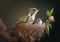 Mother green hummingbird flying and feeding her baby sitting on the nest, generative AI