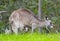 Mother grey kangaroo and joey