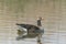 Mother Greylag Goose Anser anser out with their young goslings.