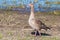 Mother greylag goose or graylag goose (Anser anser) in the wet grassland