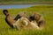 Mother grizzly bear with her cubs playing in a green meadow