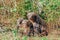 A mother grizzly bear and her two young cubs sit patiently on a riverbank on a sunny day