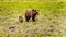 Mother Grizzly Bear with two young Cubs wandering through Jasper National Park