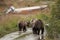 A mother grizzly bear walks with two cubs