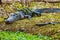 Mother with a group of little baby alligators resting on the grass