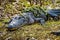 Mother with a group of little baby alligators resting on the grass