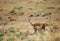 Mother guanaco feeding its baby