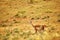 Mother guanaco feeding its baby